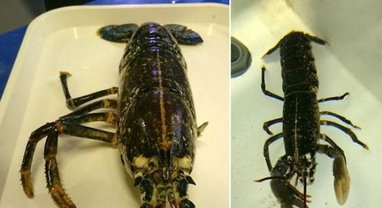 英国渔民捕获一只残障的怀孕龙虾 一次换壳把失去的断肢全部长回