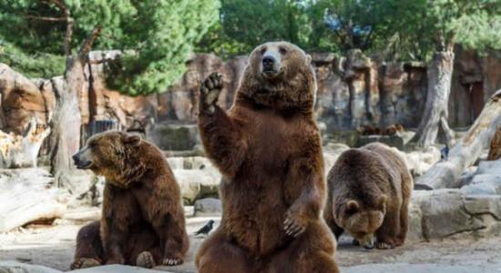 西班牙马德里动物园棕熊向游客挥手原来为了食物