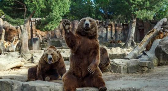 西班牙马德里动物园棕熊向游客挥手原来为了食物
