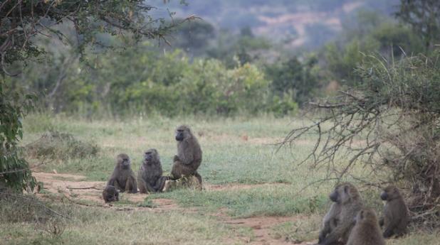 美研究发现东非狒狒面临迁徙议题时会以民主方式决定