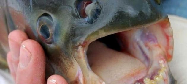 美国新泽西州湖泊捕到长着类似人类牙齿的怪鱼 或是Pacu鱼
