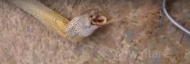 印度奥里萨邦捕蛇人帮助眼镜蛇吐出蝮蛇