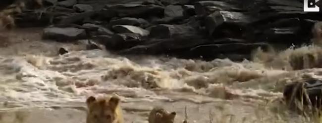 肯尼亚小狮子过河惨变落水狗