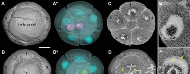 中国贵州瓮安动物群胚胎化石中确认最古老细胞核结构 距今6.1亿年历史