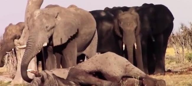 有大象用长鼻安抚死去的同伴。