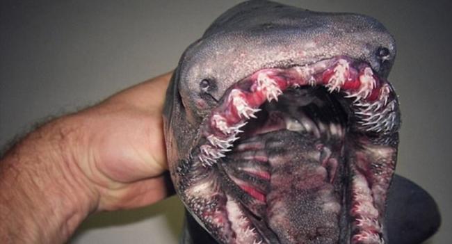 皱鳃鲨长有可怕的牙齿，被称为活化石。