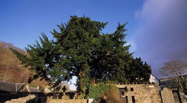 英国5000年古树“福廷欧紫杉”开始“变性”