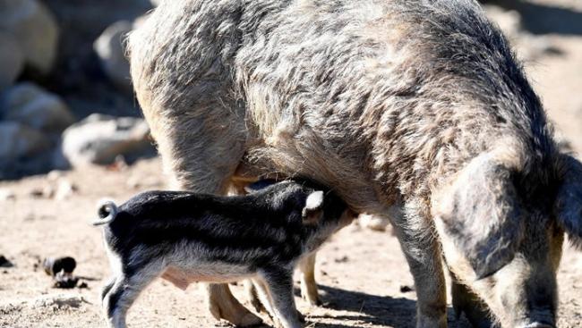 曼加利察猪每胎诞下的幼崽数目不多。