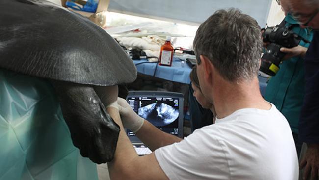 专家正在帮苏州动物园的母斑鳖检查