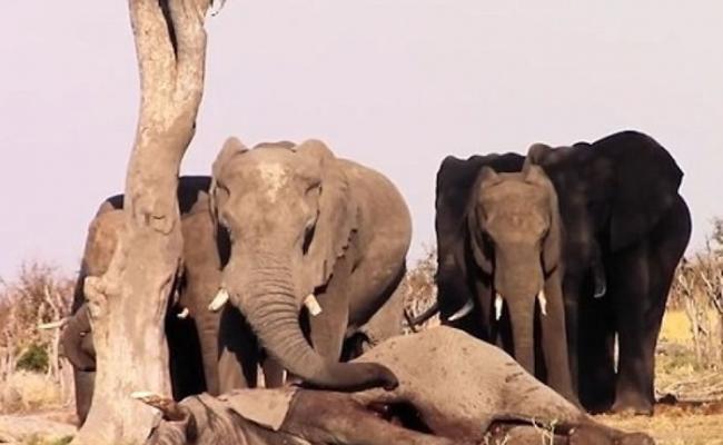 一群大象对死去的同伴难舍难离。