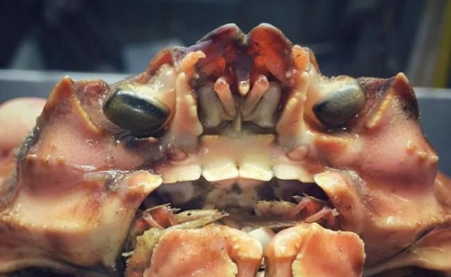 这只蟹的牙齿跟人类牙齿十分相似。