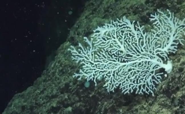 哥斯达黎加深海采集到新的海洋物种 包括两种黑珊瑚