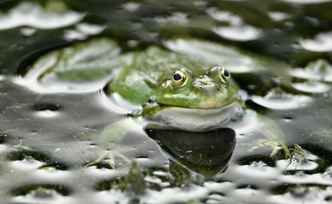 连场风雨为蛙类提供了良好的繁殖条件。