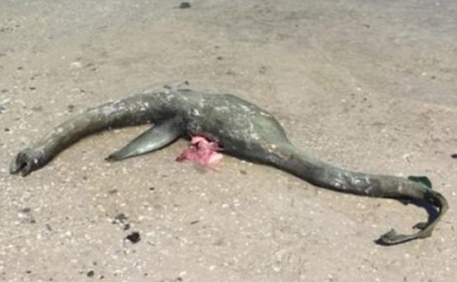 美国乔治亚州沃尔夫岛沙滩上发现“尼斯湖水怪”尸体？