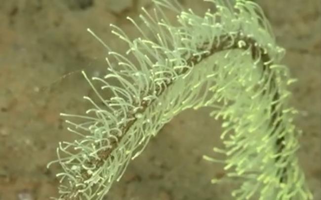 哥斯达黎加深海采集到新的海洋物种 包括两种黑珊瑚