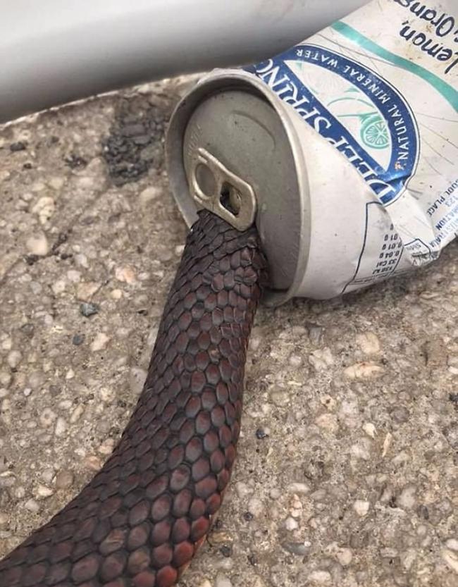 澳洲塔斯马尼亚毒蛇为追捕猎物冲进汽水罐内动弹不得