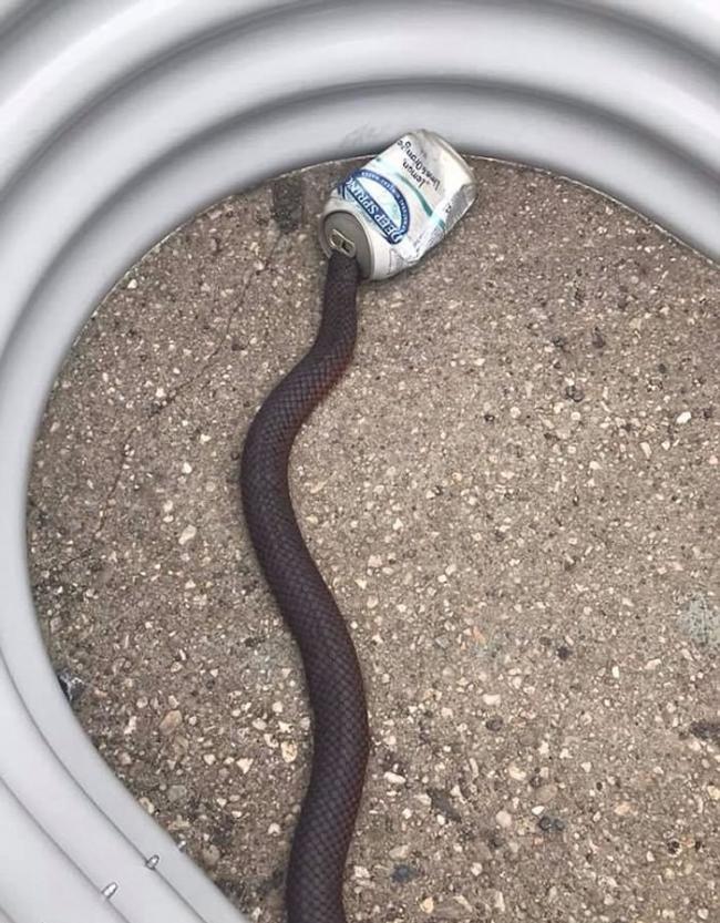 澳洲塔斯马尼亚毒蛇为追捕猎物冲进汽水罐内动弹不得