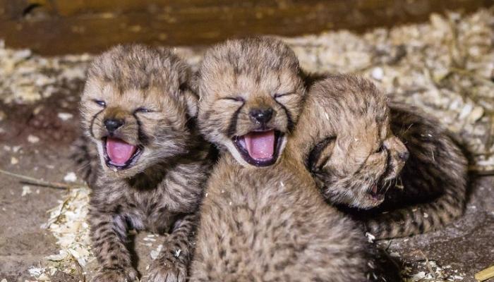 国际猎豹日：捷克布拉格动物园迎来4只珍贵的猎豹宝宝