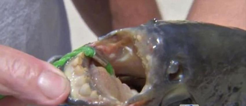 美国新泽西州湖泊捕到长着类似人类牙齿的怪鱼 或是Pacu鱼