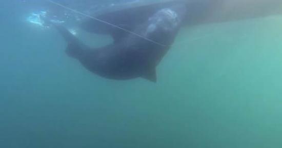 瑞士钓鱼专家仅用鱼竿及鱼线在挪威海域捕获一条565公斤的格陵兰鲨