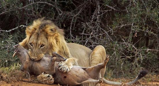 南非冒失疣猪两次闯入狮群最终成猎物