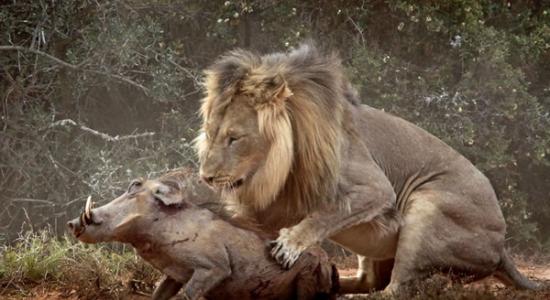 南非冒失疣猪两次闯入狮群最终成猎物