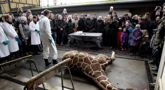 丹麦动物园对一头健康状况良好的幼年长颈鹿实施安乐死引争议