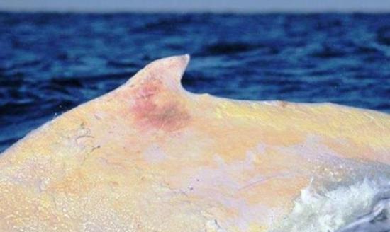 全球唯一被纪录的白色座头鲸米加卢(Migaloo)怀疑患早期皮肤癌