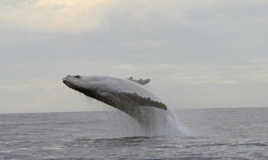 全球唯一被纪录的白色座头鲸米加卢(Migaloo)