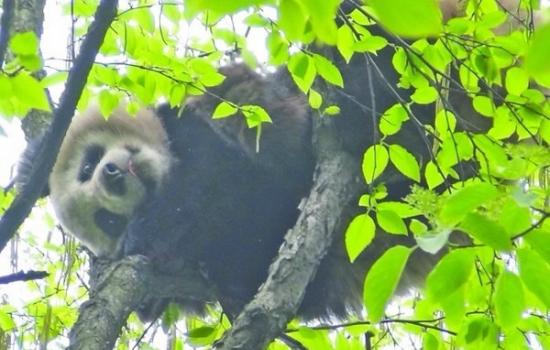 野生大熊猫首度出现在四川雅安蒙顶山