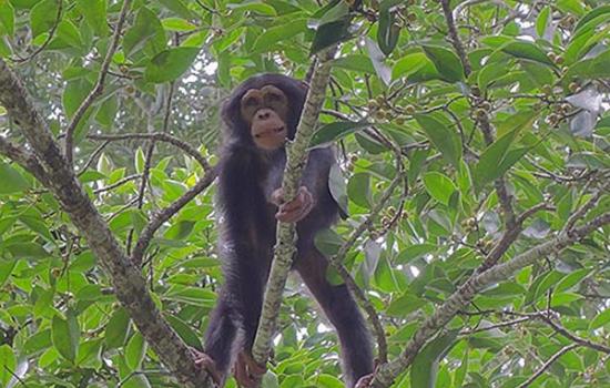 早起的黑猩猩有无花果吃