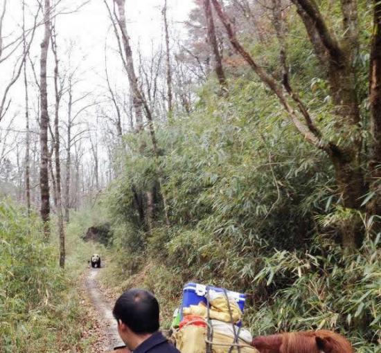 陕西汉中村民与野生大熊猫狭路相逢