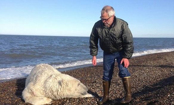 志愿者确认北极熊未有受伤后便送返自然