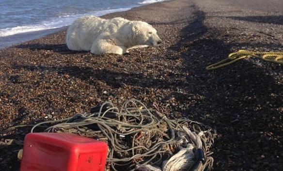 约千磅重的北极熊被渔网缠住，当局闻讯立即派员前赴拯救。