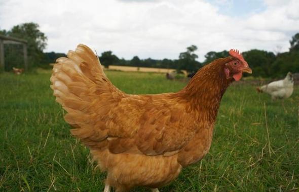 基因测序表明中国北部才是世界最早的家鸡驯养发源地
