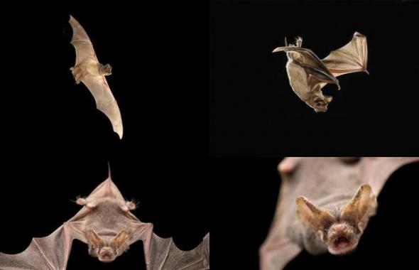 科学家估计，一个大的墨西哥无尾蝙蝠群每晚能够捕食大约250吨昆虫。