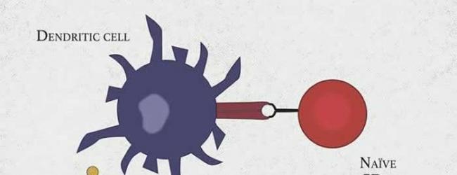 科学家们终于找到了会引起过敏问题的特定T细胞亚群。辅助性T细胞可防御病原体，但新发现的一个被称作TH2A的该细胞亚群会引起过敏症状，它们可通过特定的标记而与其能