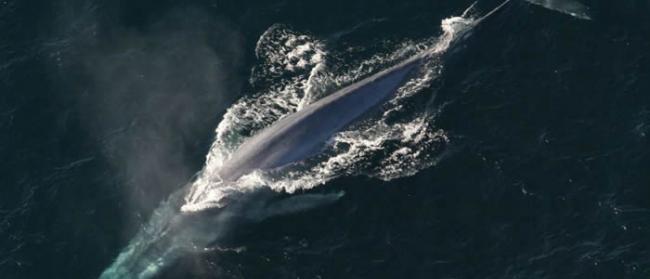 蓝鲸能在合适的时间迁徙到食物丰富的地方是依靠记忆而非环境线索