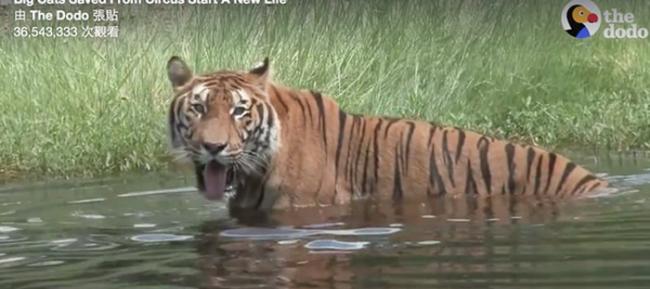 第一次游泳的老虎，表情惊喜。
