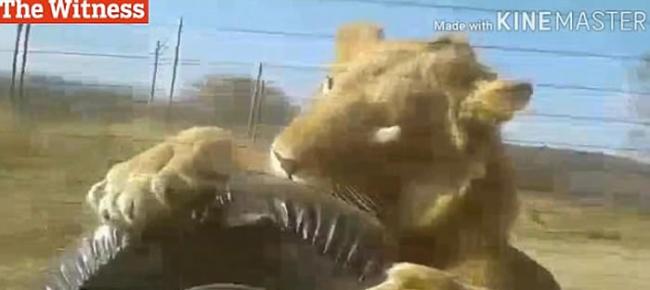 南非纳塔尔狮子公园一只狮子突然冲上观光车后的后备车胎发狂咬噬