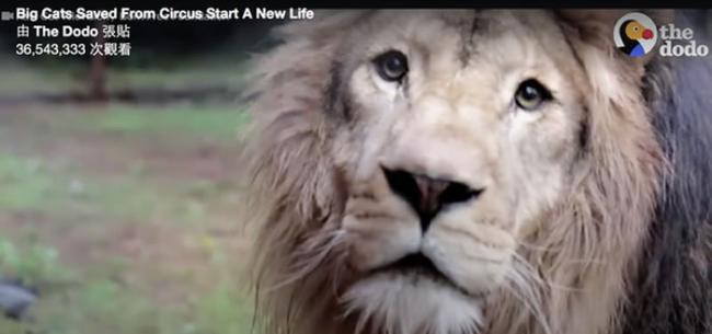 曾经受虐的狮子获得自由，不敢置信的表情令人鼻酸。