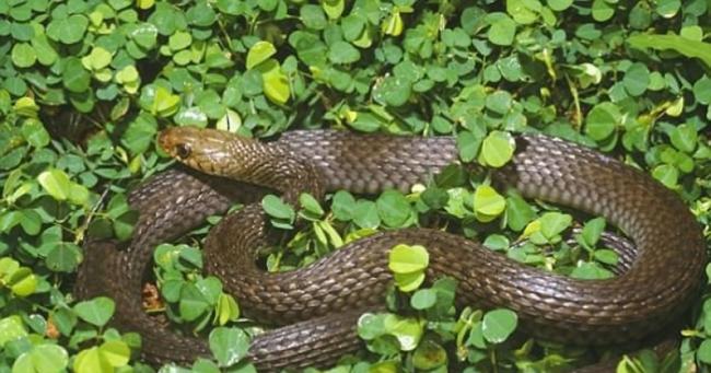 该条蛇的品种常见于昆士兰东南部。