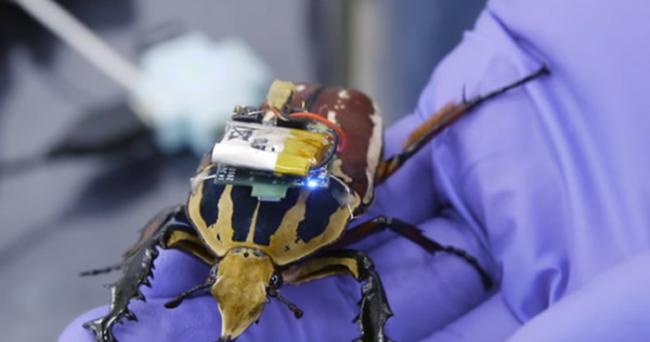 Cyborg技术：未来“昆虫无人机”可以到更多救难人员无法迅速到达的地方