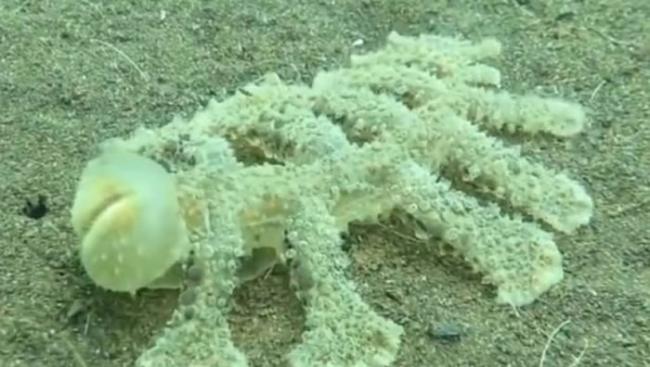 巴厘岛附近海域发现外星怪鱼长13脚 真身是大嘴海蛞蝓