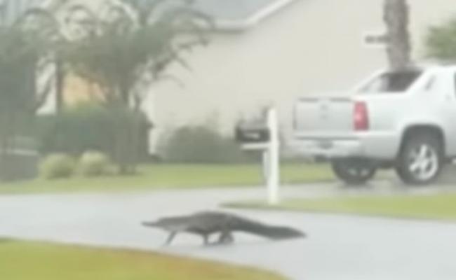美国北卡罗莱纳州受飓风佛罗伦斯吹袭后鳄鱼漫步街头