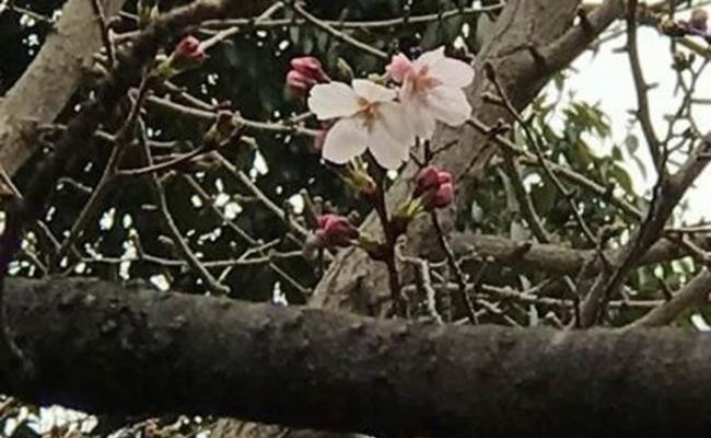 福冈气象台也同时宣布当地樱花已经开放。
