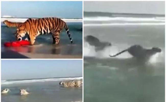 数只老虎被拍得于迪拜的沙滩出没。