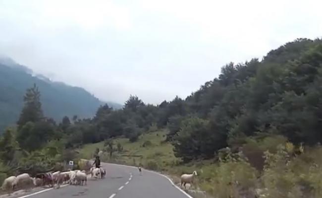 女牧羊人在小路上放羊。
