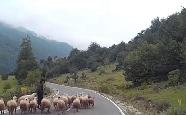 汽车令羊群受惊。