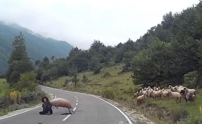 一只羊撞向女牧羊人。